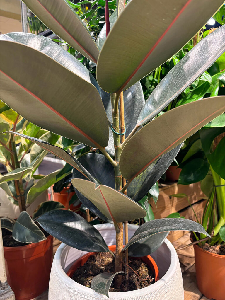 Spotted Rubber Plant (Ficus elastica)
