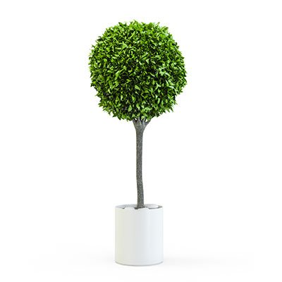 Emerald Standards (Ficus)