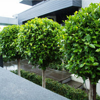Weeping Fig Emerald Green Standards (Ficus benjamina) - Ladybird Nursery