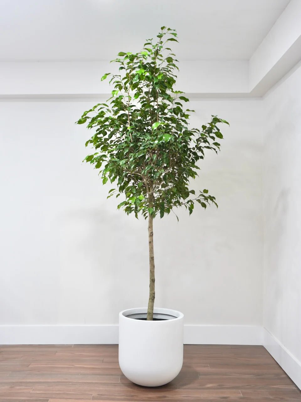 Emerald Green Weeping Fig (Ficus benjamina) - Ladybird Nursery