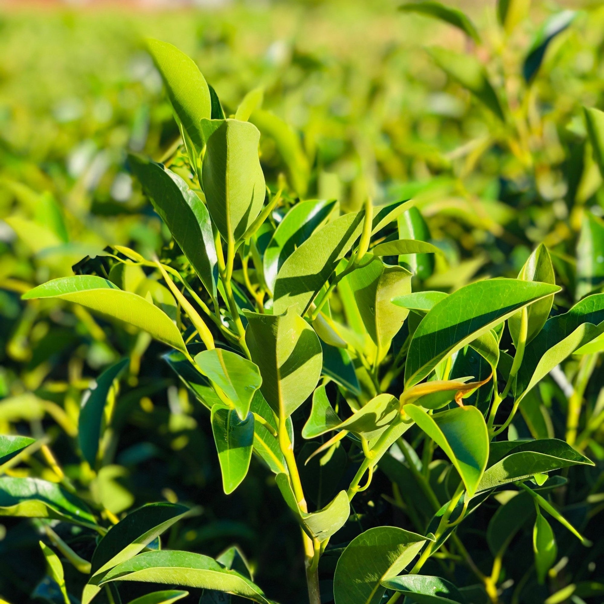 Figaro (Ficus obliqua) - Ladybird Nursery