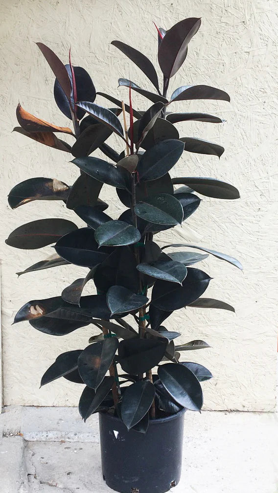 Decora Rubber Plant (Ficus elastica)