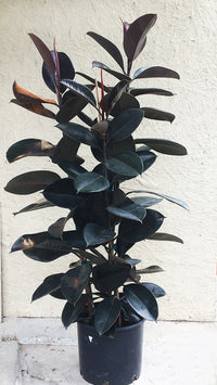 Decora Rubber Plant (Ficus elastica)