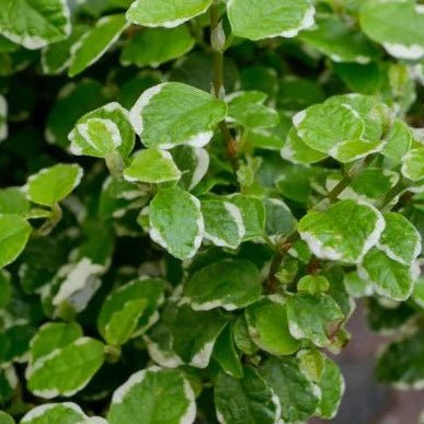 Climbing Fig 'Ice Caps' (Ficus pumila Variegated) - Ladybird Nursery