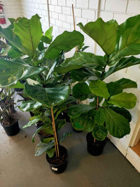 Fiddle Leaf Fig Nice Specimens PICK UP ONLY