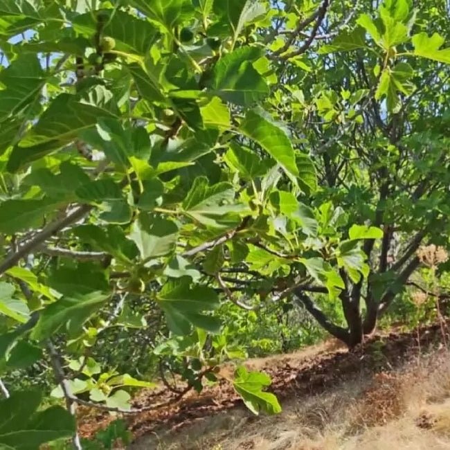 Fig Blue Provence - Ladybird Nursery