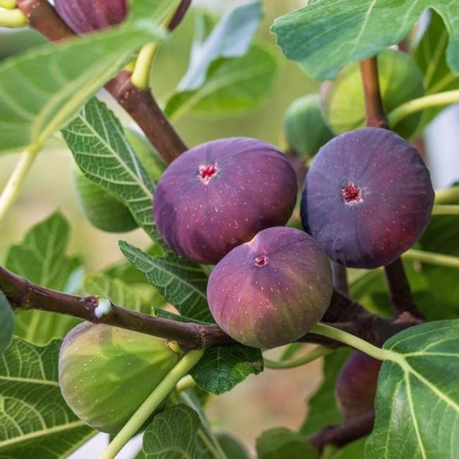 Fig Blue Provence - Ladybird Nursery