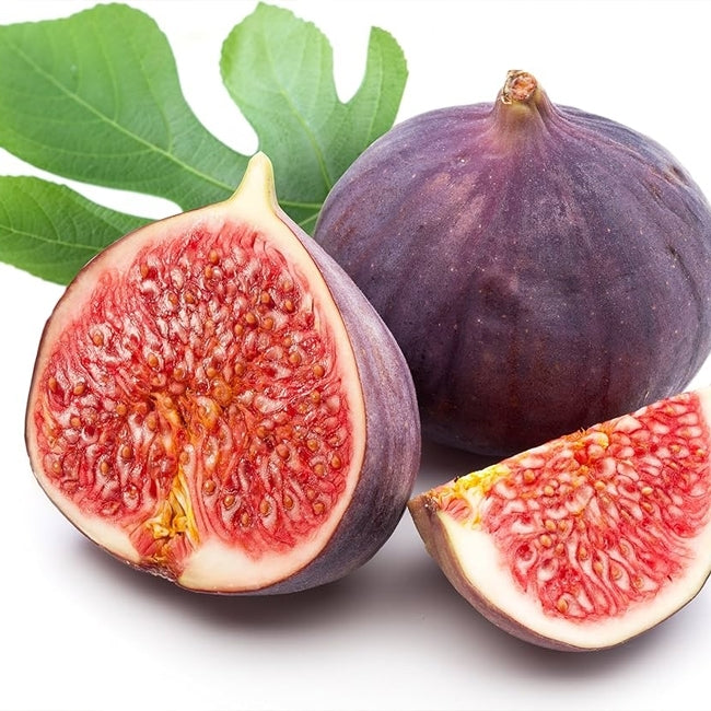 Fig Blue Provence