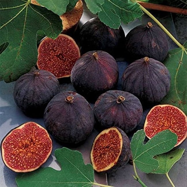 Fig Blue Provence - Ladybird Nursery