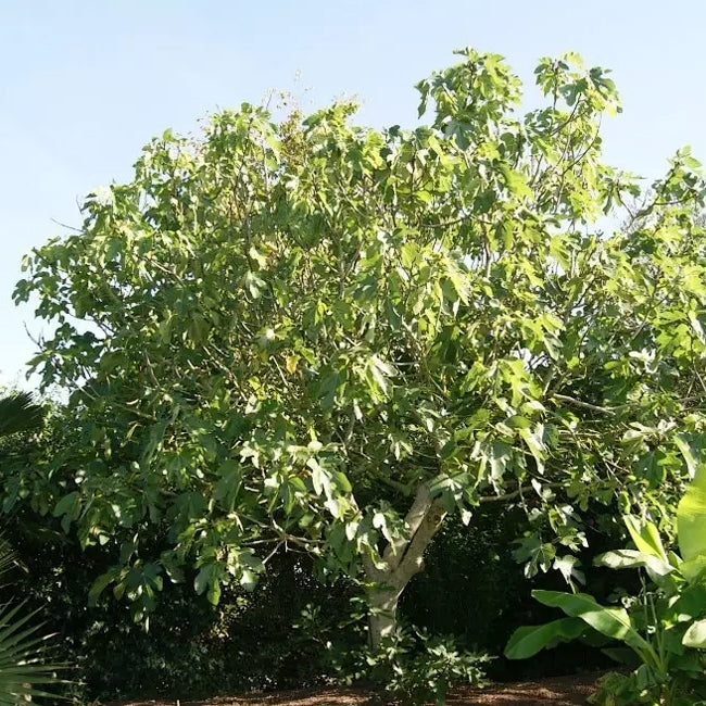 Fig Bourjassotte Noire