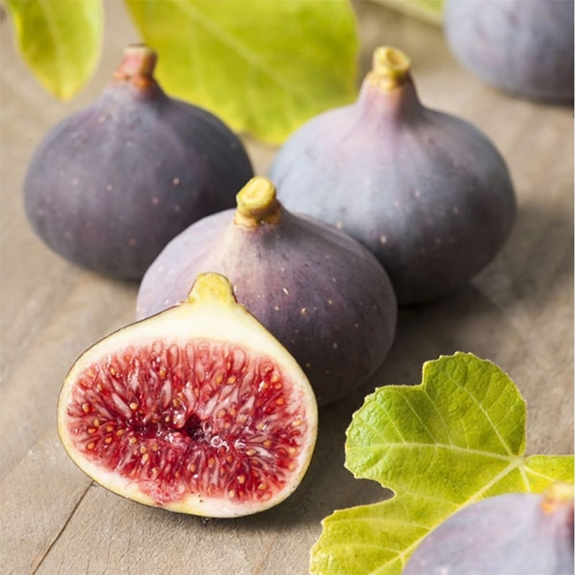 Fig Bourjassotte Noire