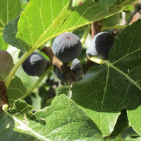 Fig Bourjassotte Noire