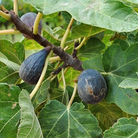 Fig Bourjassotte Noire - Ladybird Nursery