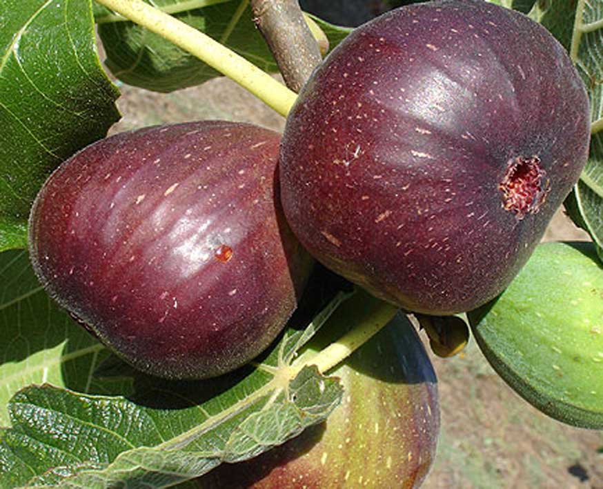 Black Genoa Fig - Ladybird Nursery