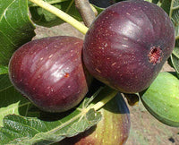 Black Genoa Fig - Medium