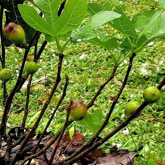 Fig Celeste (advanced size)