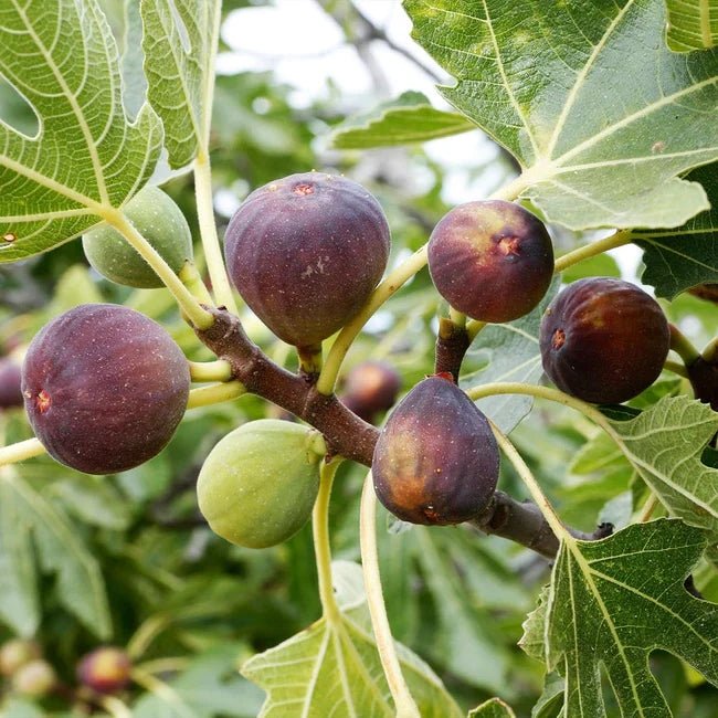Fig Celeste (advanced size) - Ladybird Nursery
