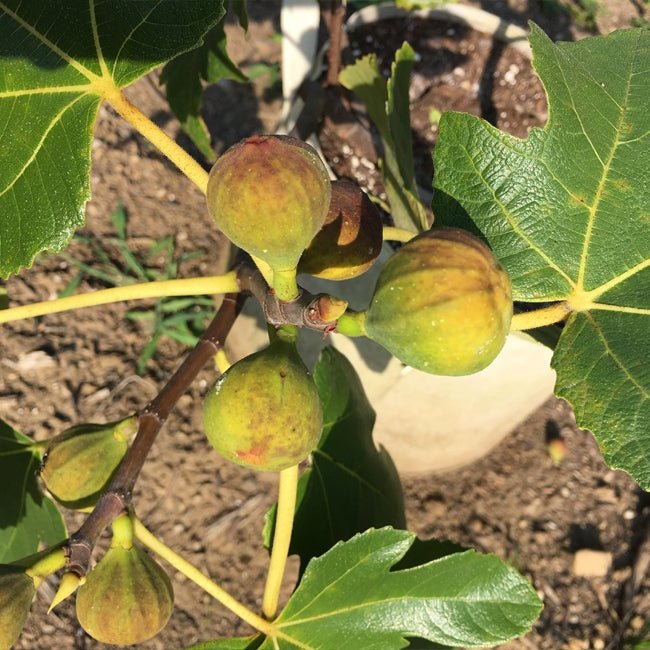Fig Celeste (advanced size) - Ladybird Nursery