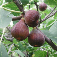Black Genoa Fig - Large - Ladybird Nursery