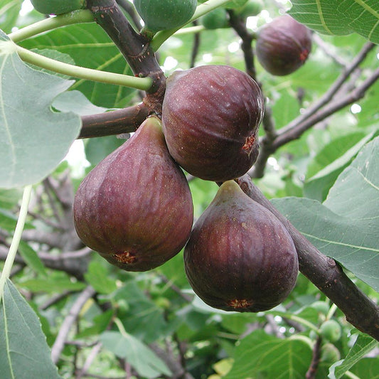 Black Genoa Fig - Large - Ladybird Nursery