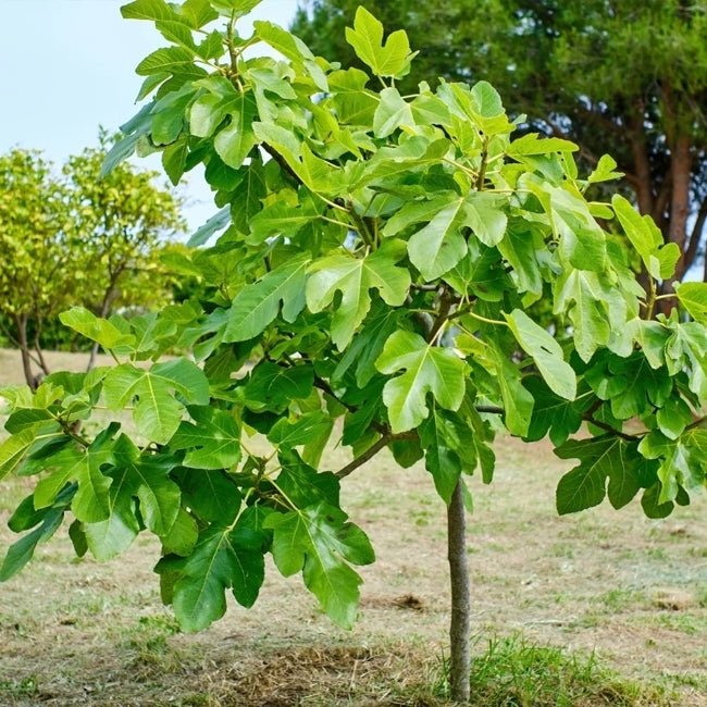 Fig Picone Black Fruit Tree – Buy Now! – Ladybird Nursery