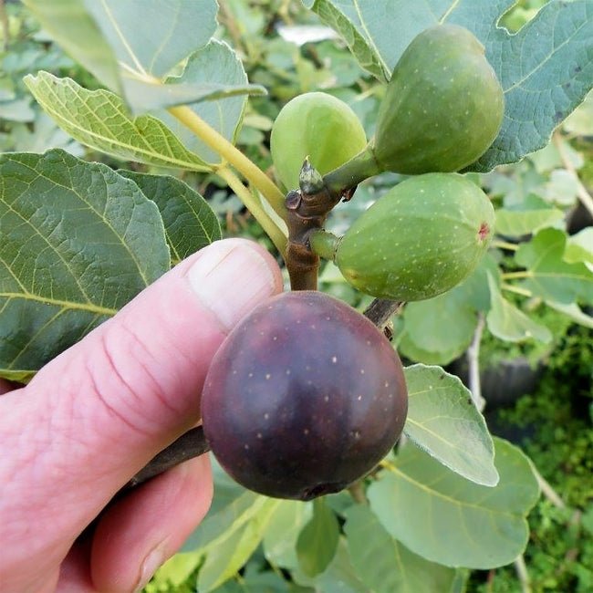 Fig Picone Black - Ladybird Nursery
