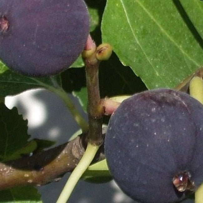 Fig Picone Black - Ladybird Nursery