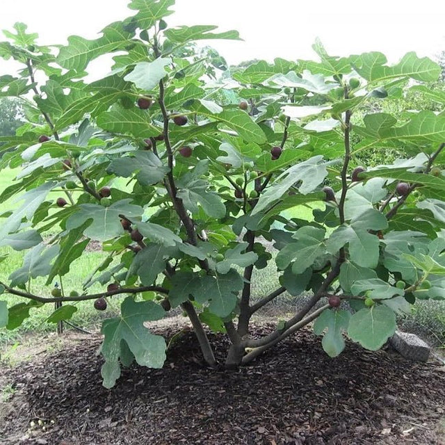 Fig Picone Green Fruit Tree – Buy Now! – Ladybird Nursery