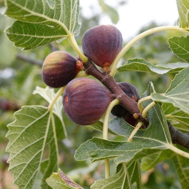 Fig Picone Green Fruit Tree – Buy Now! – Ladybird Nursery