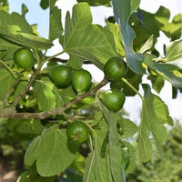 Fig Picone Green