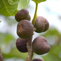 Fig Picone Green - Ladybird Nursery