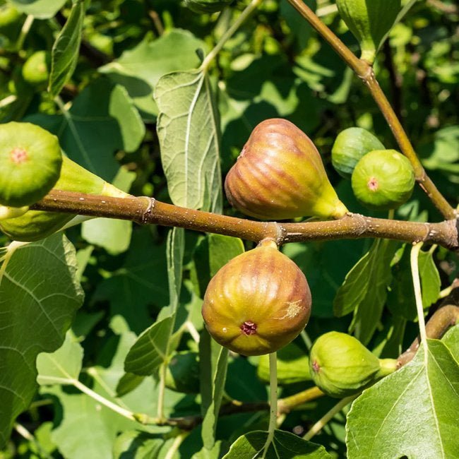 Fig Prestons Prolific - Ladybird Nursery