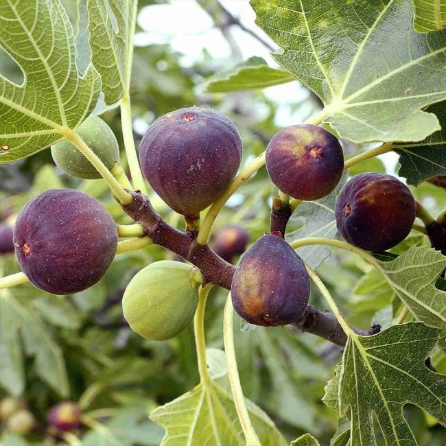 Fig Prestons Prolific - Ladybird Nursery