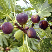 Fig Prestons Prolific - Ladybird Nursery