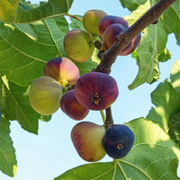 Fig Violette De Bordeaux - Ladybird Nursery
