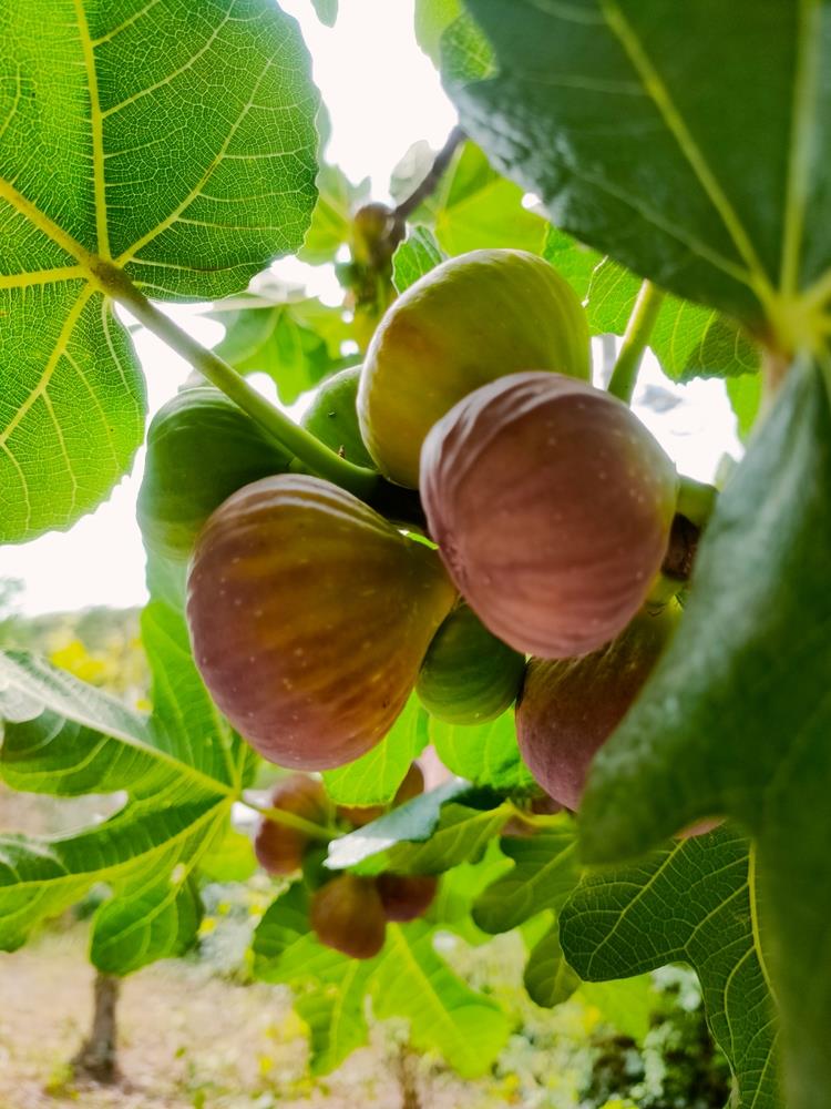 Fig ‘Figalicious’ (Ficus carica)