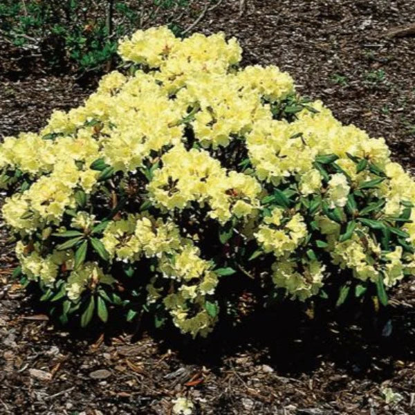Rhododendron Lemon Mist