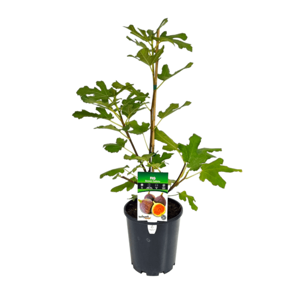 Fig 'Brown Turkey' (Large) - Ladybird Nursery