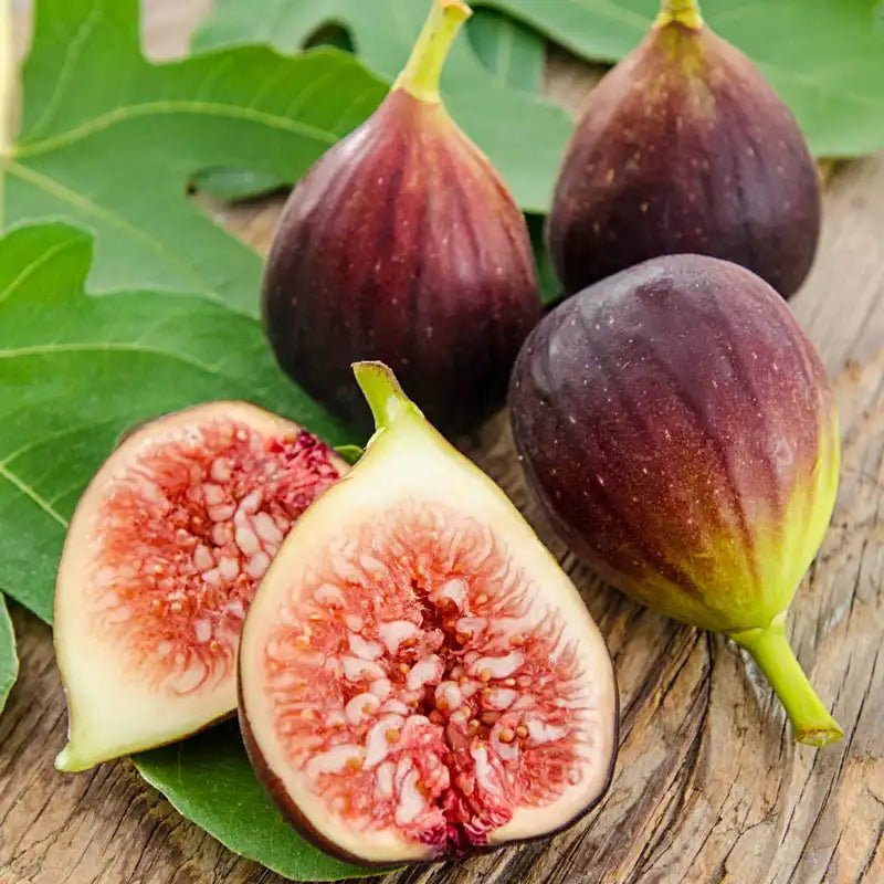 Fig 'Brown Turkey' - Ladybird Nursery