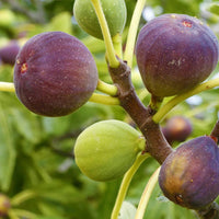 Fig 'Brown Turkey' - Large - Ladybird Nursery