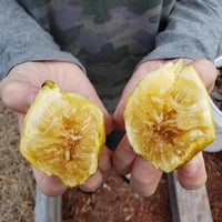 Fig 'Deanna' - Ladybird Nursery