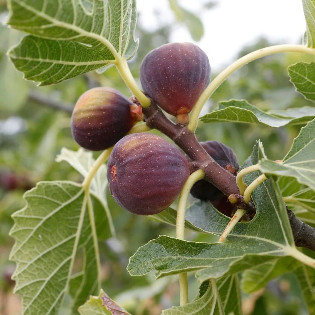 Fig 'Purple Vigilante' - Ladybird Nursery