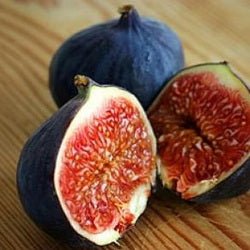 Fig ‘Saint Dominique de Violette’ - Large - Ladybird Nursery