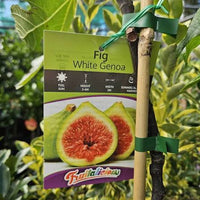 Fig 'White Genoa' - Large - Ladybird Nursery