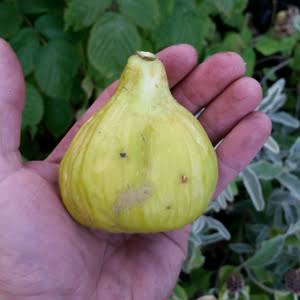 Fig 'White Genoa' - Large - Ladybird Nursery