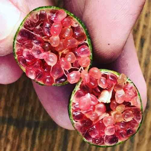 Red Champagne Finger Lime (QLD Only) - Medium