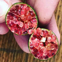 Red Champagne Finger Lime (QLD Only) - Medium