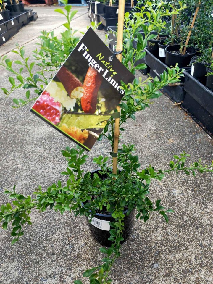 Finger Lime (QLD Only) - Ladybird Nursery