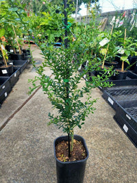 Green Sapphire Finger Lime (QLD Only) - Ladybird Nursery