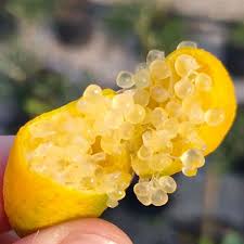 Finger Lime 'Gold' (QLD Only)